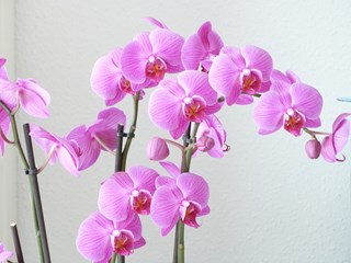 3-taks orchidee mantelzorgweek hoevelaken